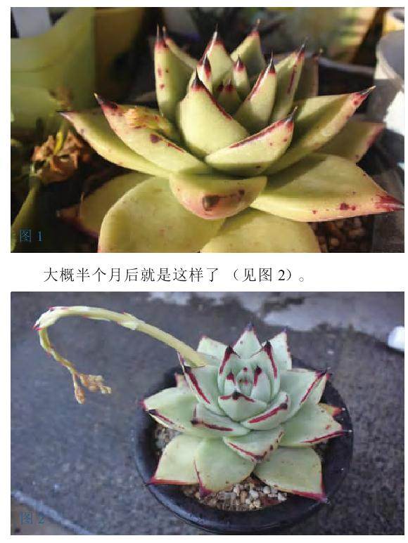 多肉景天科怎么杂交扦插的方法 图片