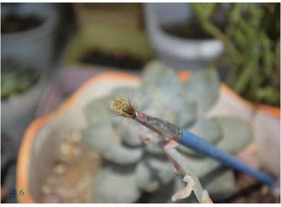 多肉景天科怎么杂交扦插的方法 图片