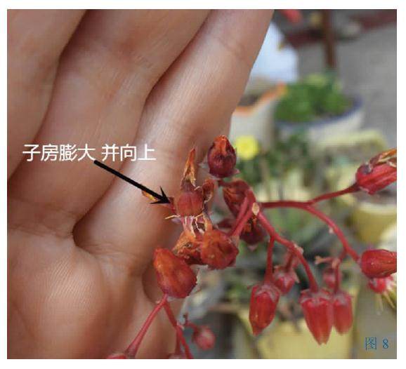多肉景天科怎么杂交扦插的方法 图片