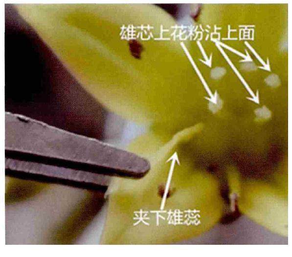 多肉景天科怎么杂交扦插的方法 图片