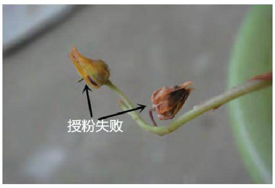 多肉景天科怎么杂交扦插的方法 图片