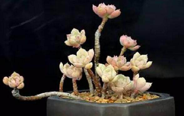 浙江万象花卉首届全国多肉植物摄影大赛