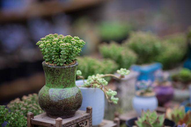 未来多肉的竞争点不在于数量 而是品质