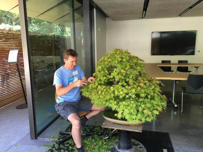 在波特兰日本花园了解盆景