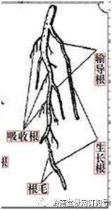 图解 盆景换盆后怎么生根的方法