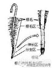 图解 盆景换盆后怎么生根的方法