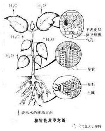 图解 盆景换盆后怎么生根的方法