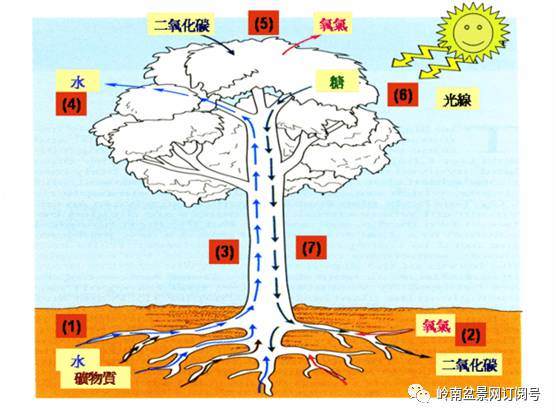 图解 盆景换盆后怎么生根的方法