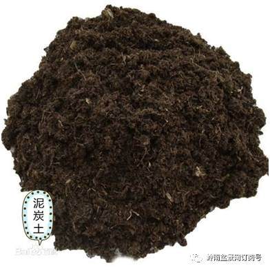 图解 盆景换盆后怎么生根的方法