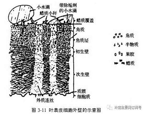 图解 盆景换盆后怎么生根的方法