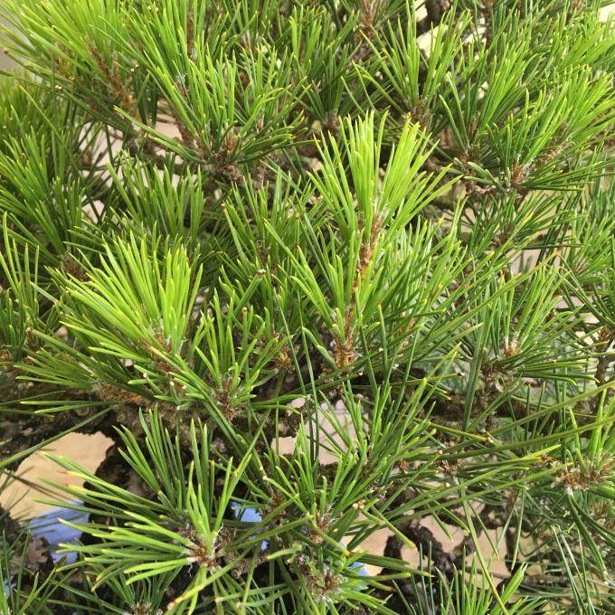 什么原因导致春季黑松盆景出现黄针?