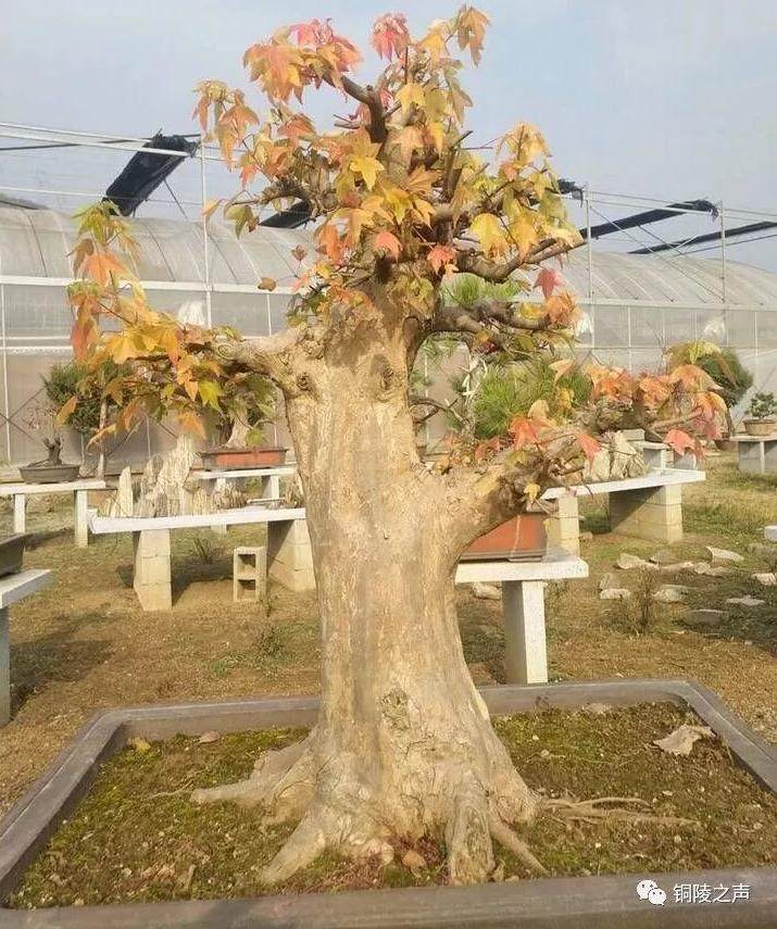 2017年铜陵怡康盆景园销售额达700多万元