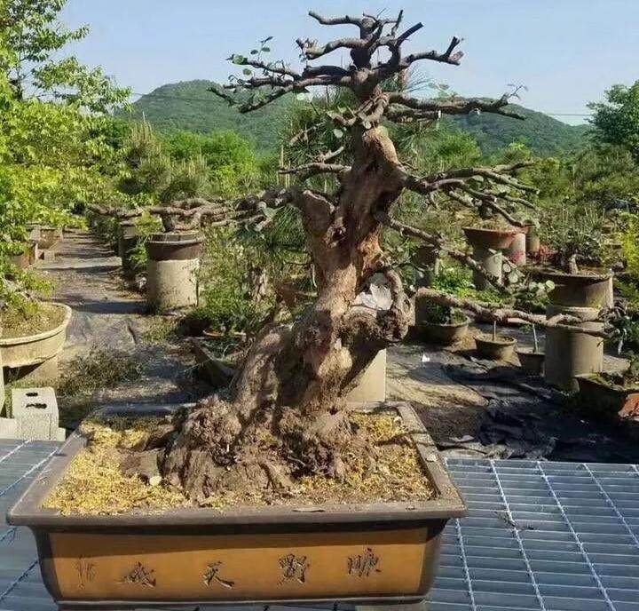 2017年铜陵怡康盆景园销售额达700多万元