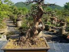 2017年铜陵怡康盆景园销售额达700多万元