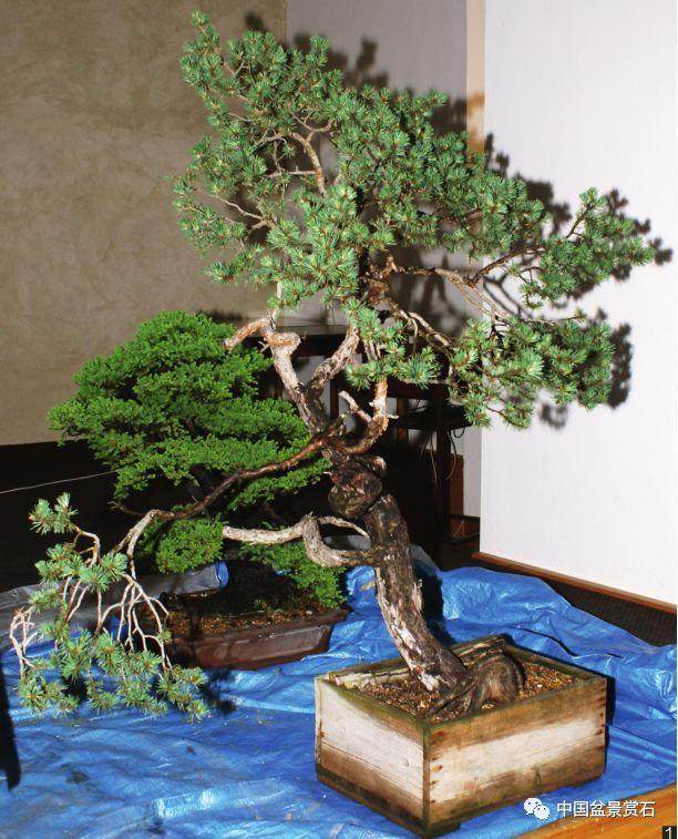 图解 韩国盆景大师制作赤松盆景的过程