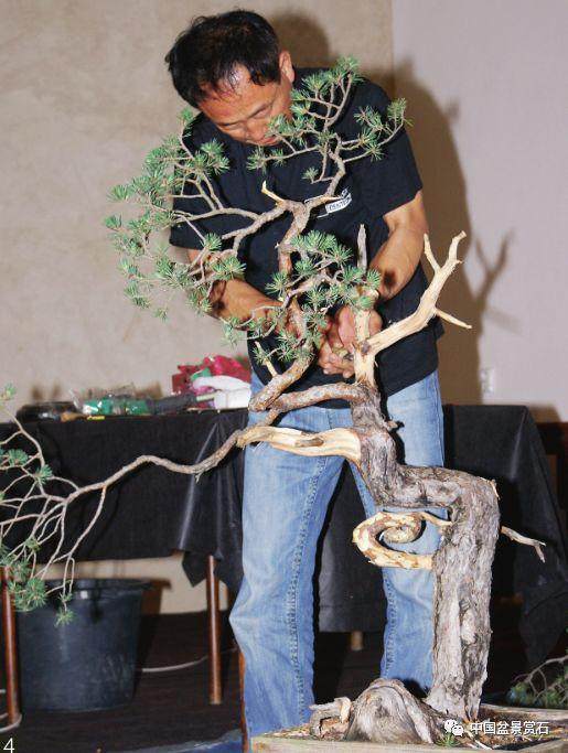图解 韩国盆景大师制作赤松盆景的过程