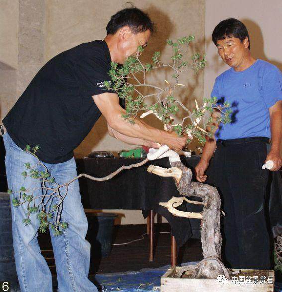 图解 韩国盆景大师制作赤松盆景的过程