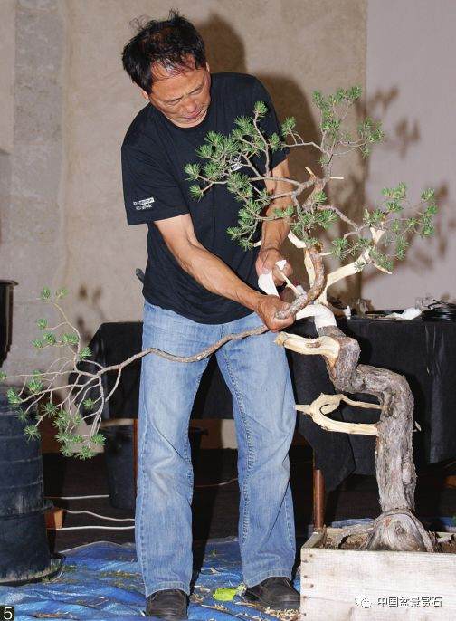 图解 韩国盆景大师制作赤松盆景的过程