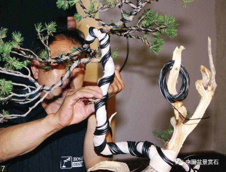 图解 韩国盆景大师制作赤松盆景的过程