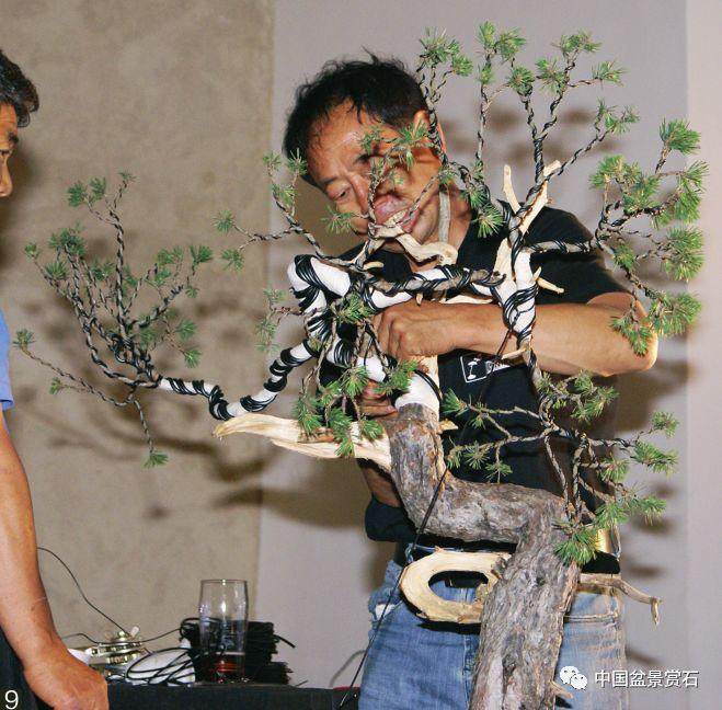 图解 韩国盆景大师制作赤松盆景的过程