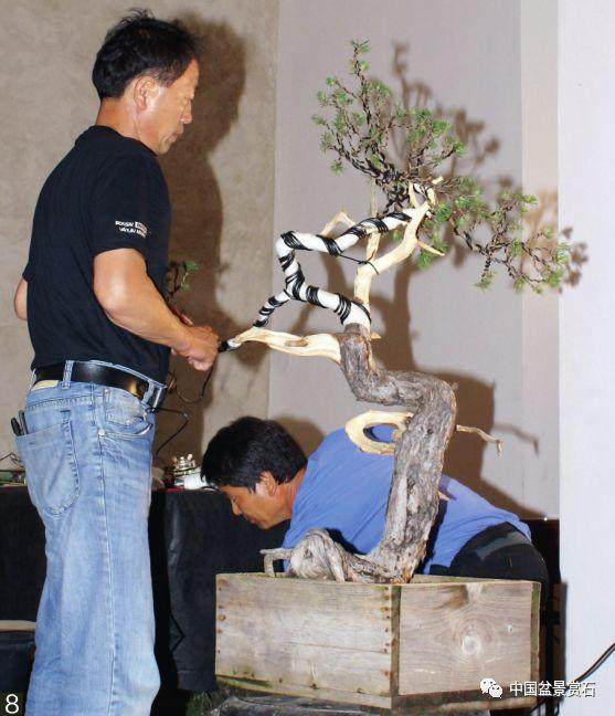 图解 韩国盆景大师制作赤松盆景的过程
