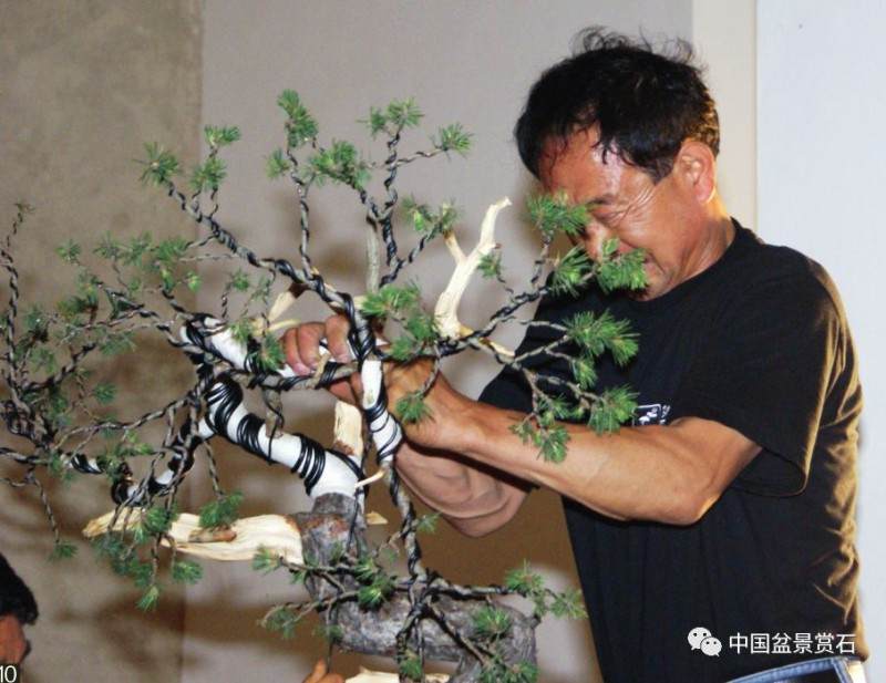 图解 韩国盆景大师制作赤松盆景的过程