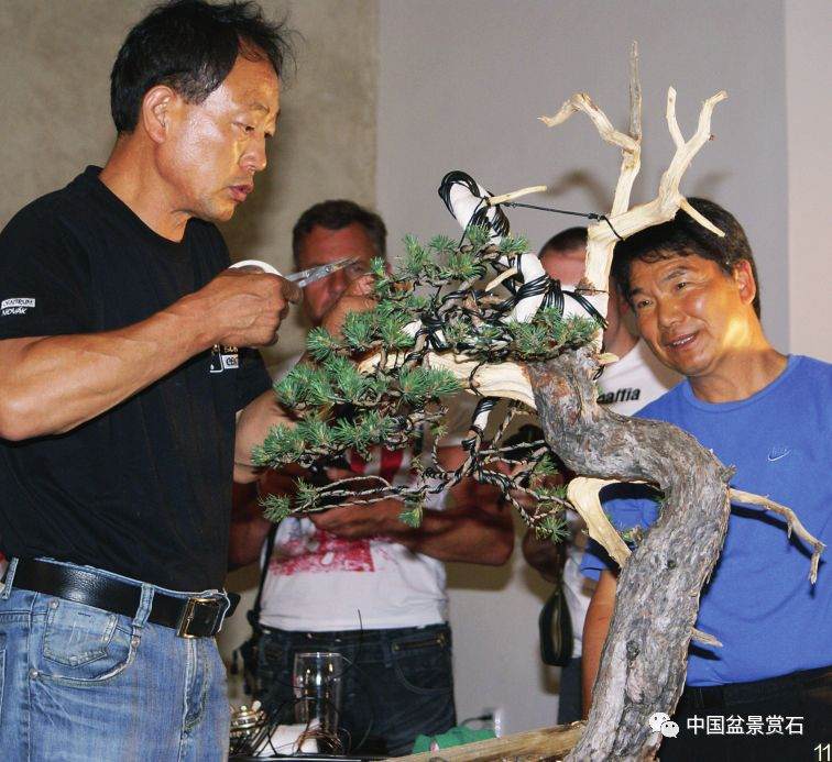图解 韩国盆景大师制作赤松盆景的过程