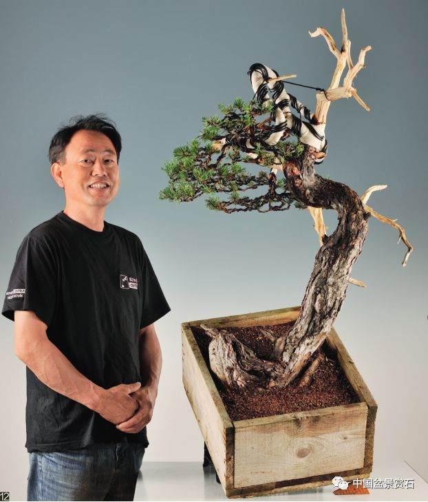 图解 韩国盆景大师制作赤松盆景的过程