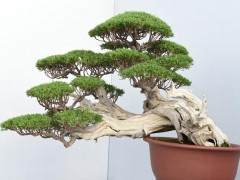 10楼盆景坠落砸坏汽车 赔偿修车费用7826元