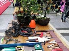 盆景创作 谁更专业？谁又在忽悠谁？