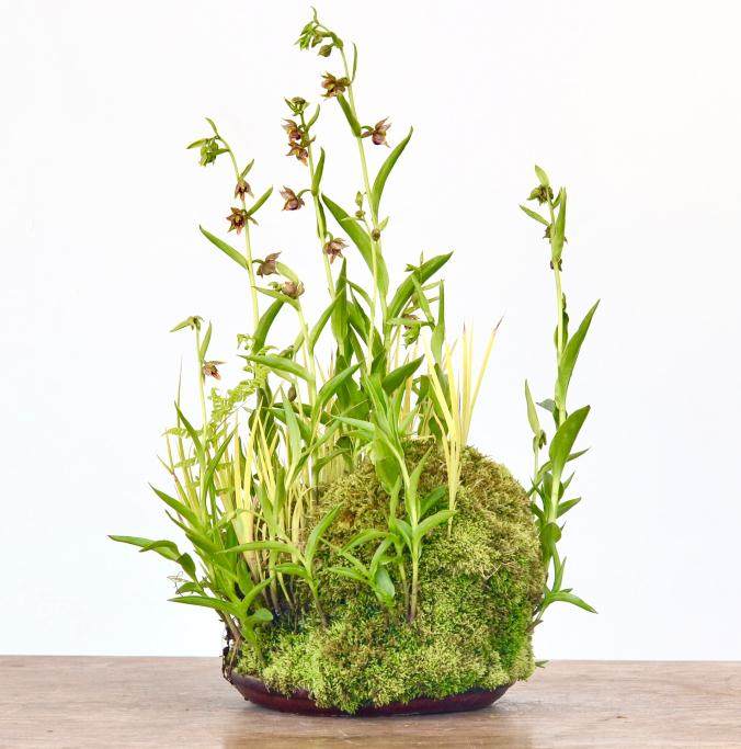 如何做好草类盆景的展示?