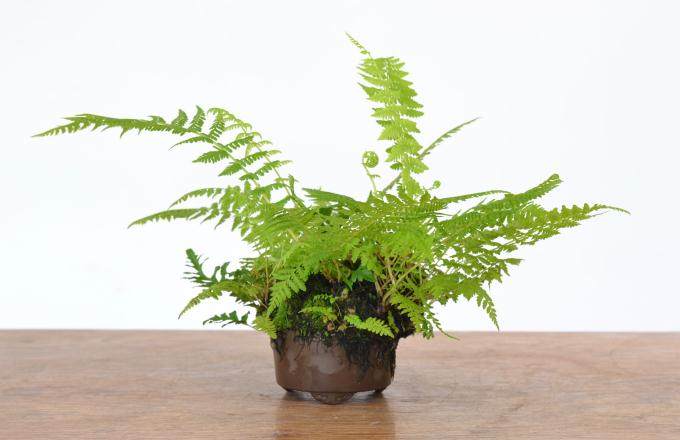 如何做好草类盆景的展示?