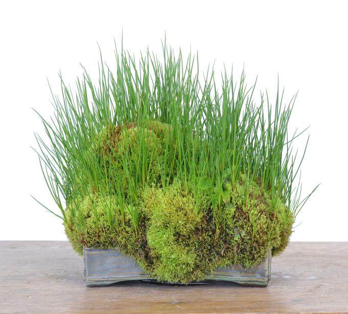 如何做好草类盆景的展示?