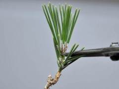 绝大多数黑松树最容易通过一天技术进行管理