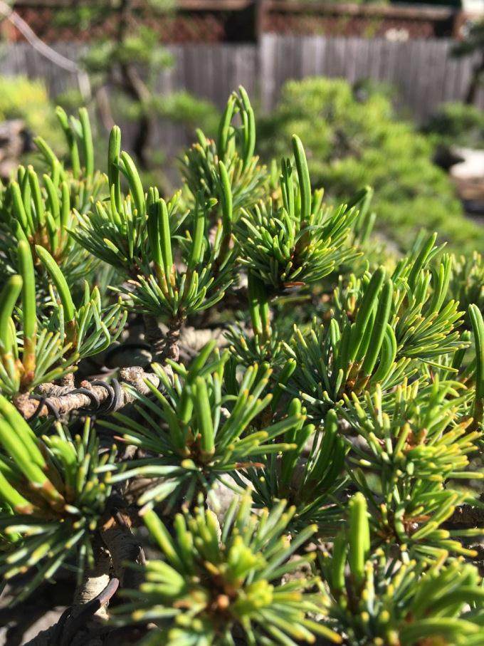 有些年头我们的松树盆景针比其他年份长得多