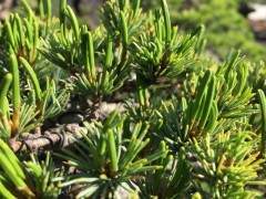 有些年头我们的松树盆景针比其他年份长得多
