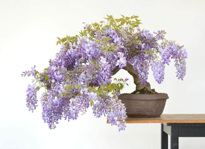 我的紫藤盆景有问题 叶子变黄并在边缘燃烧