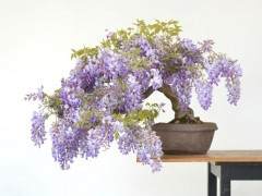 我的紫藤盆景有问题 叶子变黄并在边缘燃烧