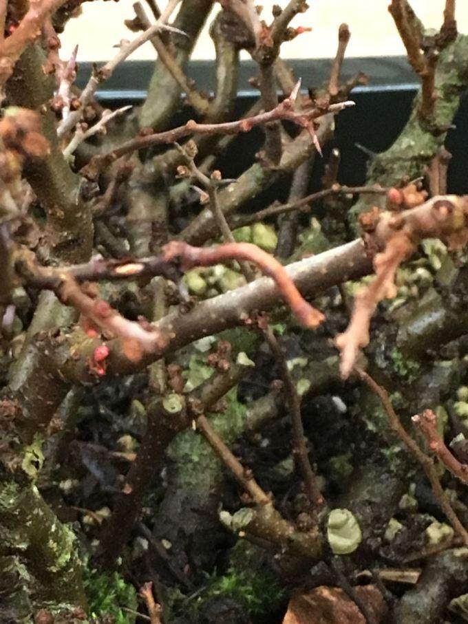 盆景树枝上的虫伪装就像树枝一样