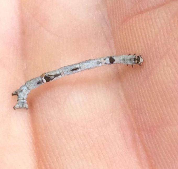 盆景树枝上的虫伪装就像树枝一样