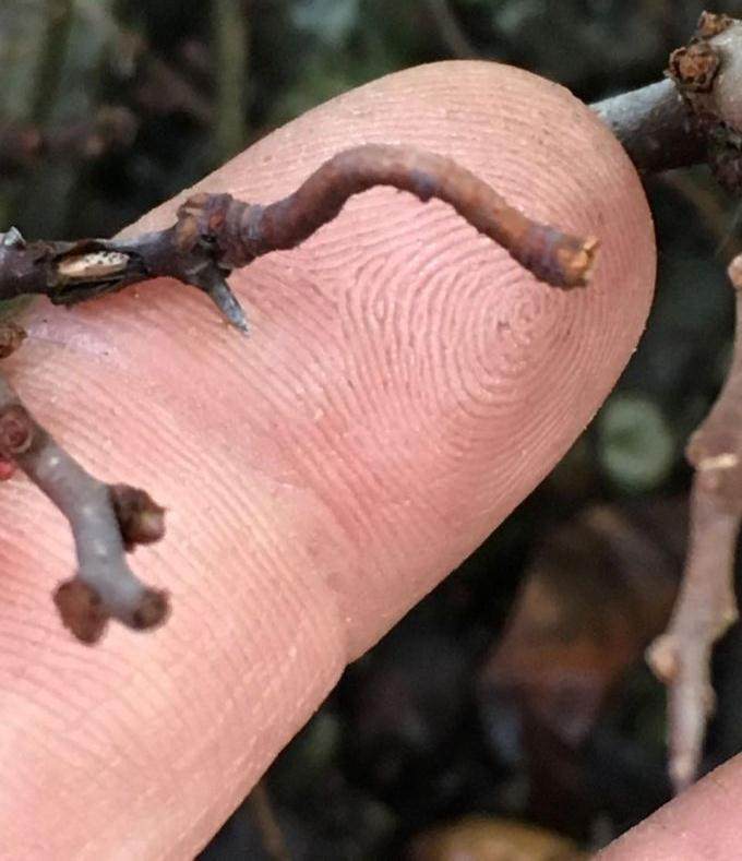 盆景树枝上的虫伪装就像树枝一样