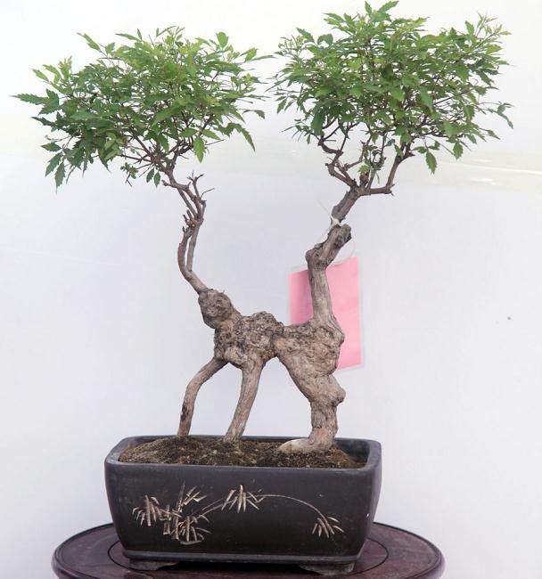 商丘市将在金世纪广场隆重举办第六届奇石盆景展销会