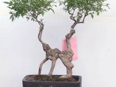 商丘市将在金世纪广场隆重举办第六届奇石盆景展销会