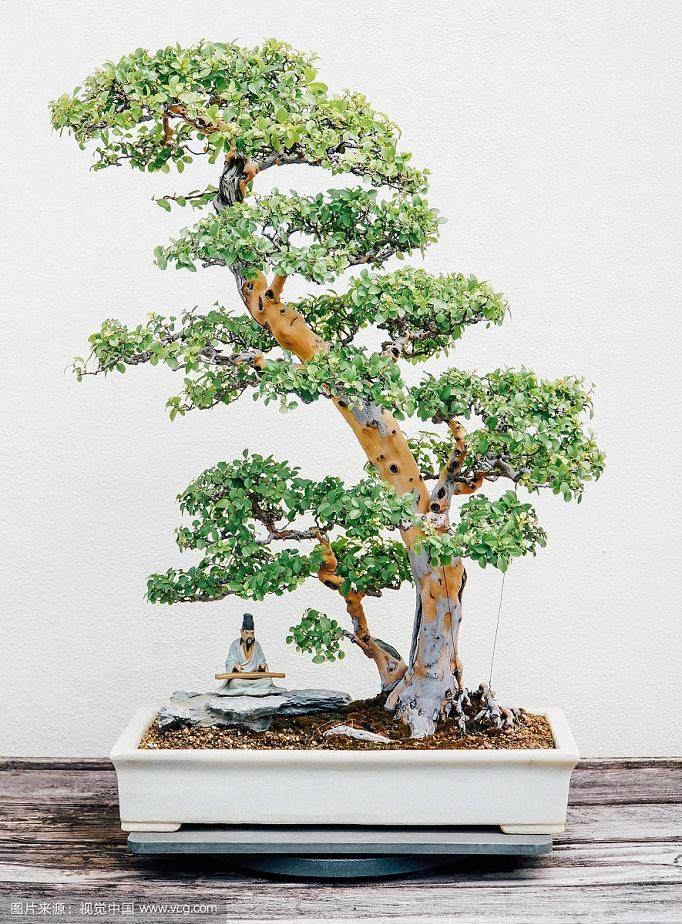 宜昌男子刘某接连夜骑摩托车盗居民家盆景22株