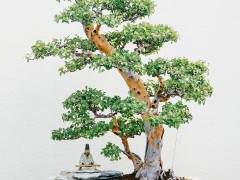 宜昌男子刘某接连夜骑摩托车盗居民家盆景22株