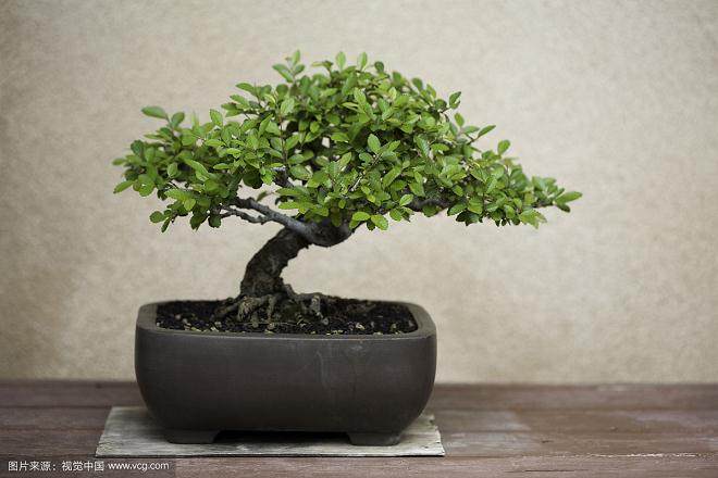 湖北襄阳盆景升值潜力大