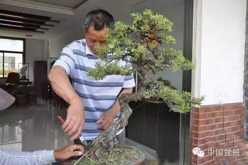 松树盆景怎么裸根上盆的步骤