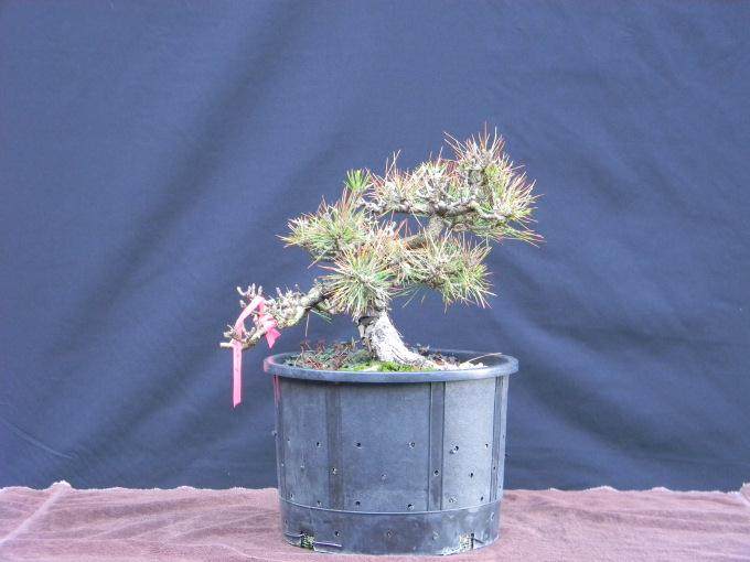 不同PH值的水对盆景生长有什么影响