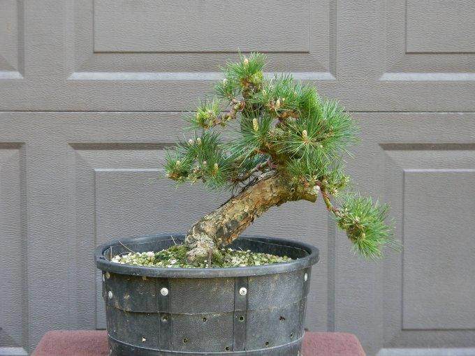 不同PH值的水对盆景生长有什么影响