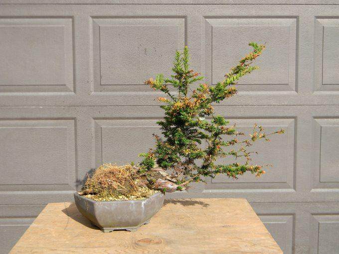 不同PH值的水对盆景生长有什么影响